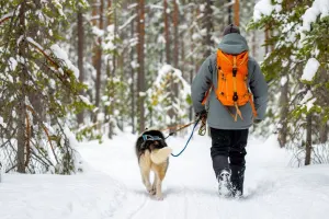 Sled-dog hiking and bison visit