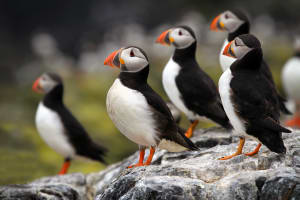Atlantic Puffins