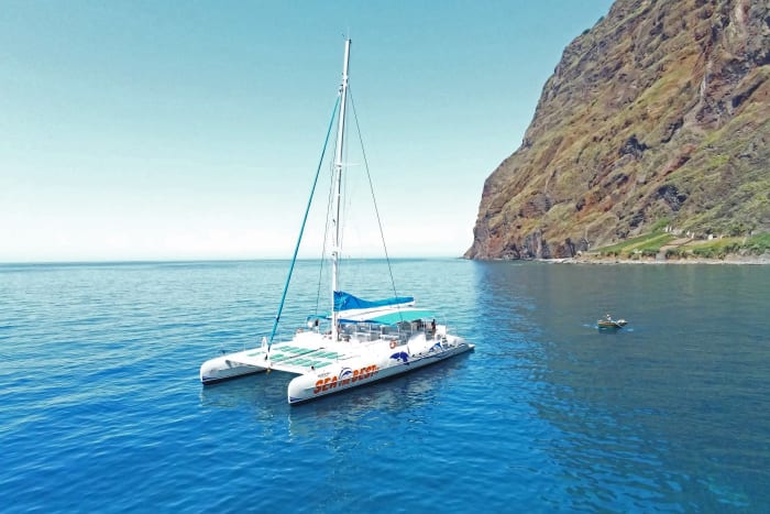 Catamarãn - Dolphin and whales watching