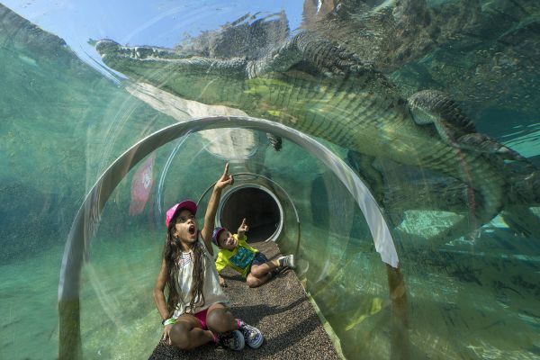 Croc Tube at the Miami Zoo