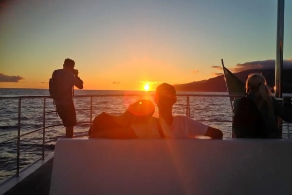 Dolphin and whales watching - sunset tour