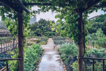 Most Beautiful Gardens in Cape Town to Visit