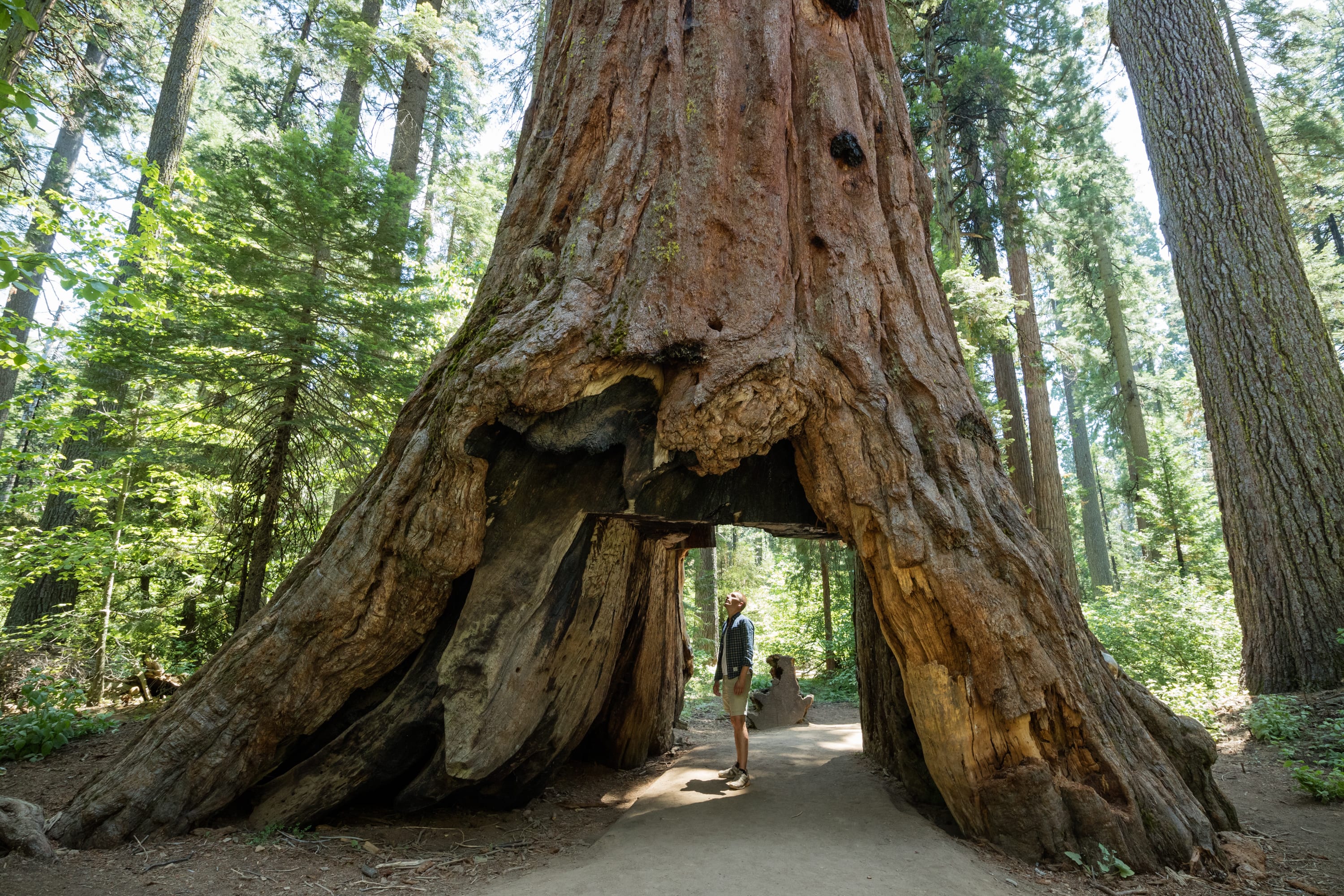 Самое высокое дерево на земле природная зона. Секвойя дерево. Калифорнийская Секвойя Гиперион. Секвойя парк США. Секвойя Редвуд.