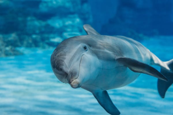 Meet Nick the Dolphin at Clearwater Marine Aquarium