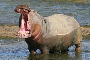 Cape Town Safari Tours