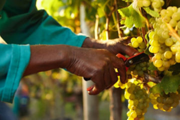 The grape Harvest in the Douro: Traditions, Stories, Process, and Curiosities