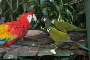 World of Birds