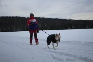 Dog - Snowshoe Joring - 1h