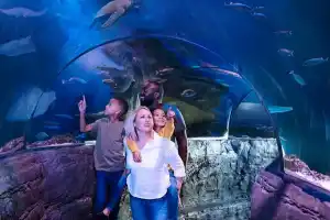 London Hop on Hop off Bus tour & SEA LIFE London Aquarium