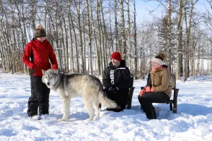 Wolfdog Interactive Tour