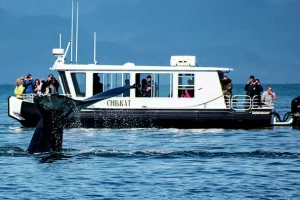 Premium Whale Watching (Juneau)