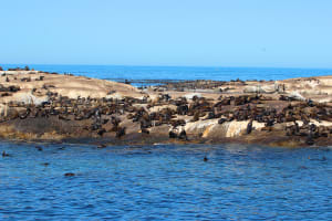 Seal Island
