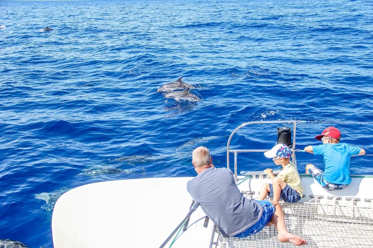 Whales & Dolphins in Madeira