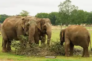 Whipsnade Zoo