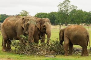 Whipsnade Zoo