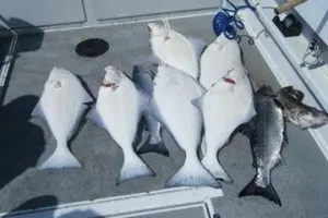 Shared Charter - Halibut & Salmon
