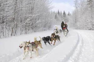 Dogsled - Personalized Adventure