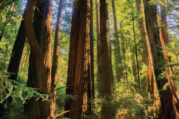 Stunning Redwoods
