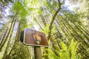 City & Woods: Hop-On Hop-Off Tour & Muir Woods Tour