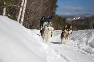 Dogsledding - Nordic Adventure